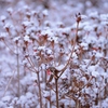 また雪