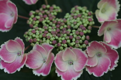 紫陽花