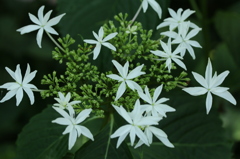 六月の花火