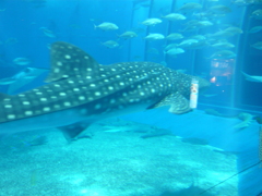 美ら海水族館散策