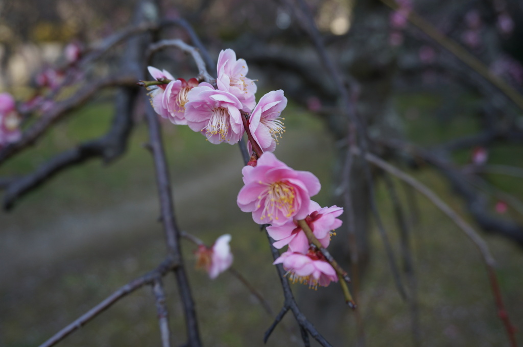 梅の花