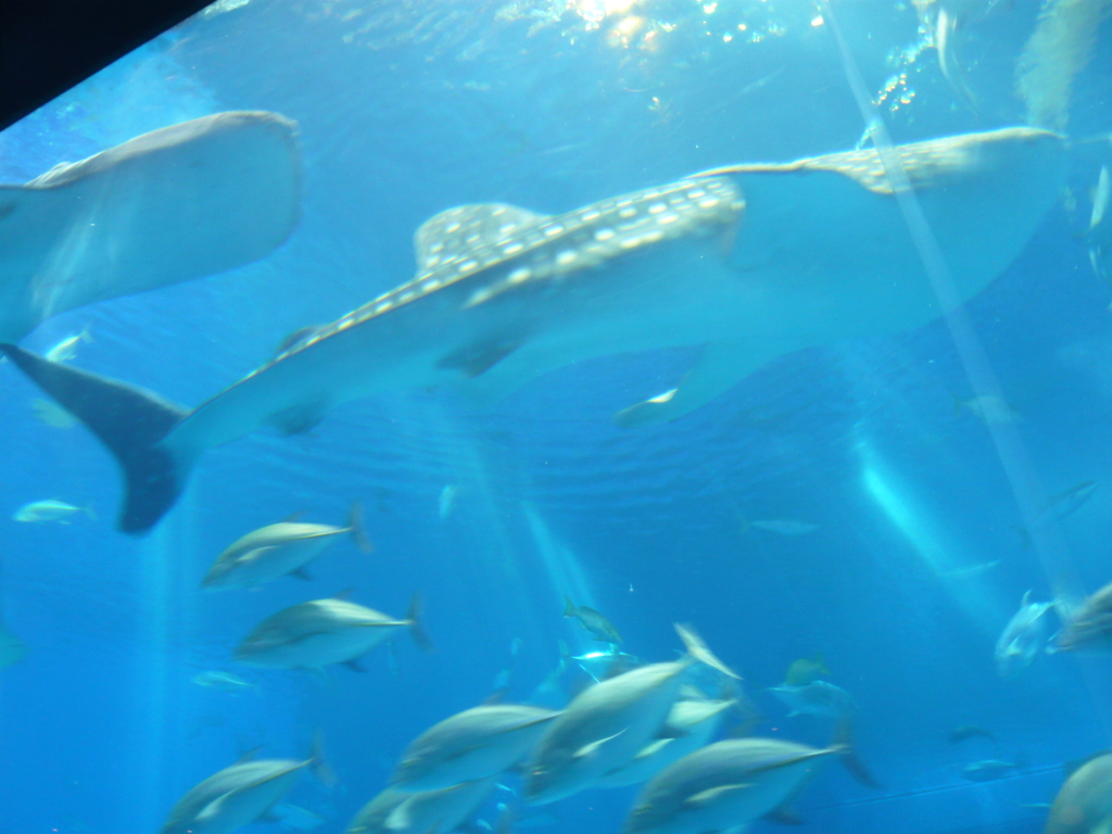 美ら海水族館散策