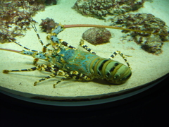 美ら海水族館散策