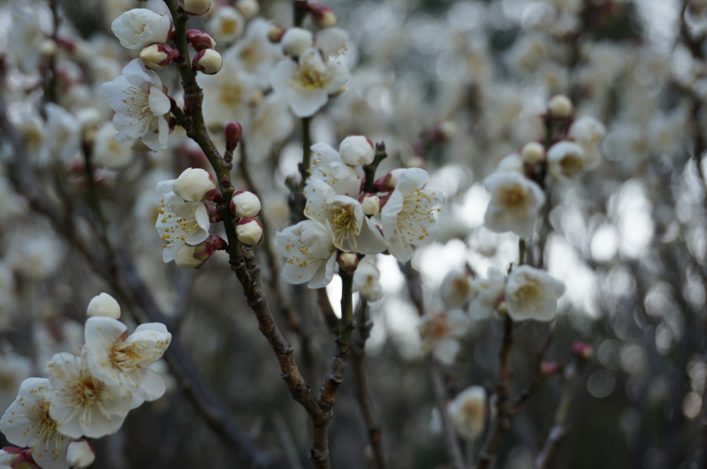 梅の花