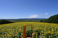 Sunflower in Nayoro
