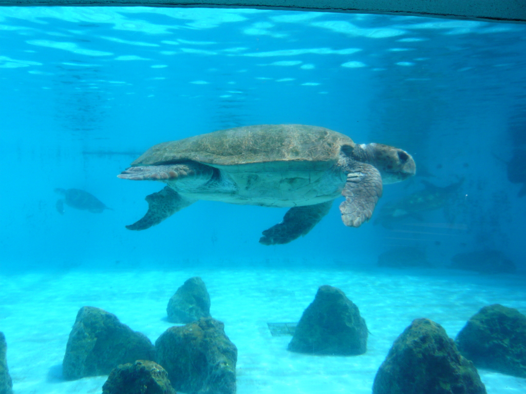 美ら海水族館散策