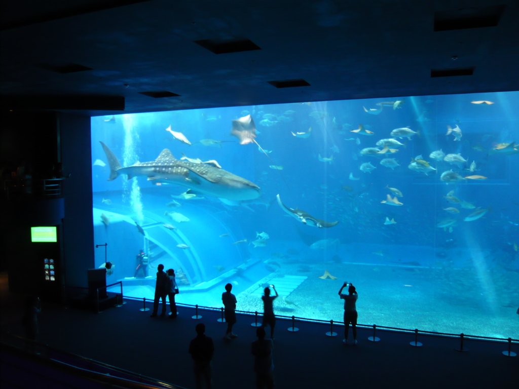 美ら海水族館散策