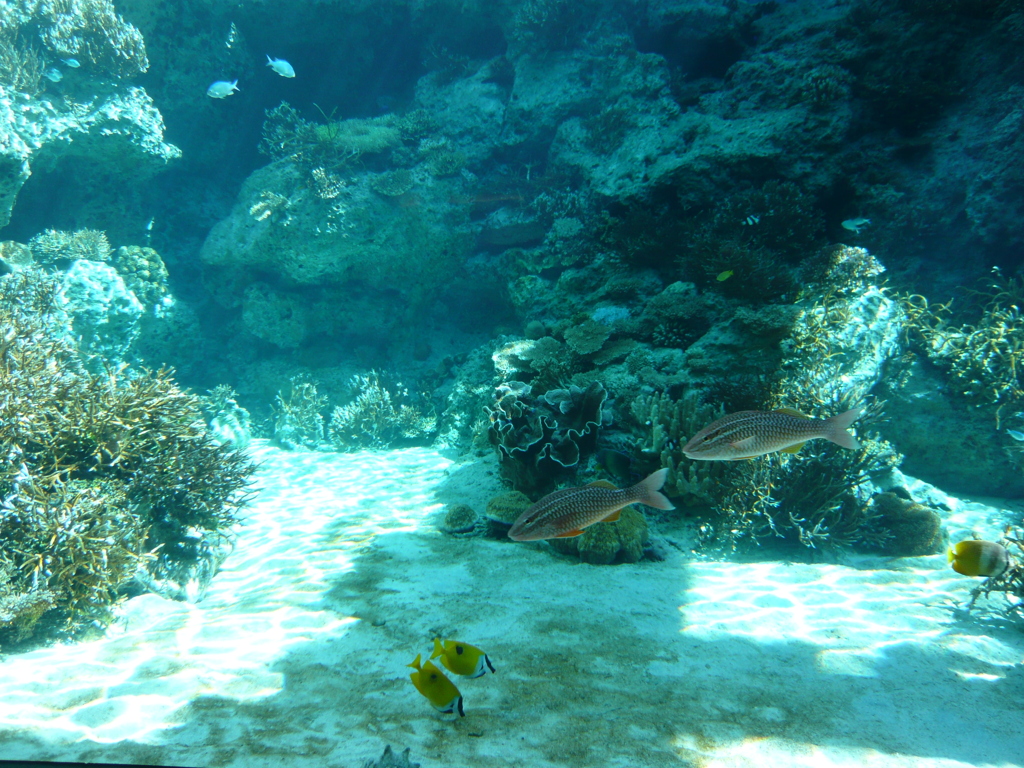 美ら海水族館散策