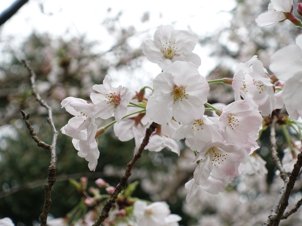 桜