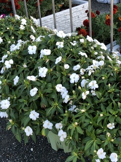 山口ゆめ花博