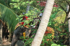 Chang Puak Camp Damnoensaduak