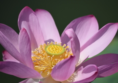蓮開花