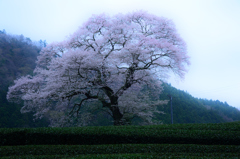 島田　水目桜