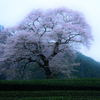 島田　水目桜