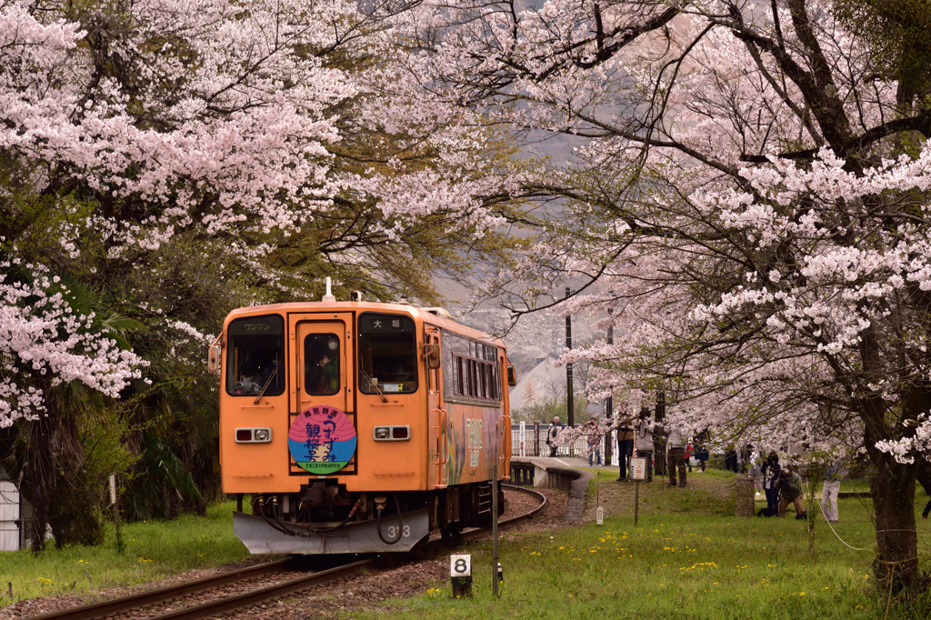 桜トンネル