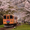 桜トンネル