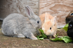 うさぎ飼いたいたいです