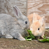 うさぎ飼いたいたいです