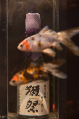 獺祭金魚！！