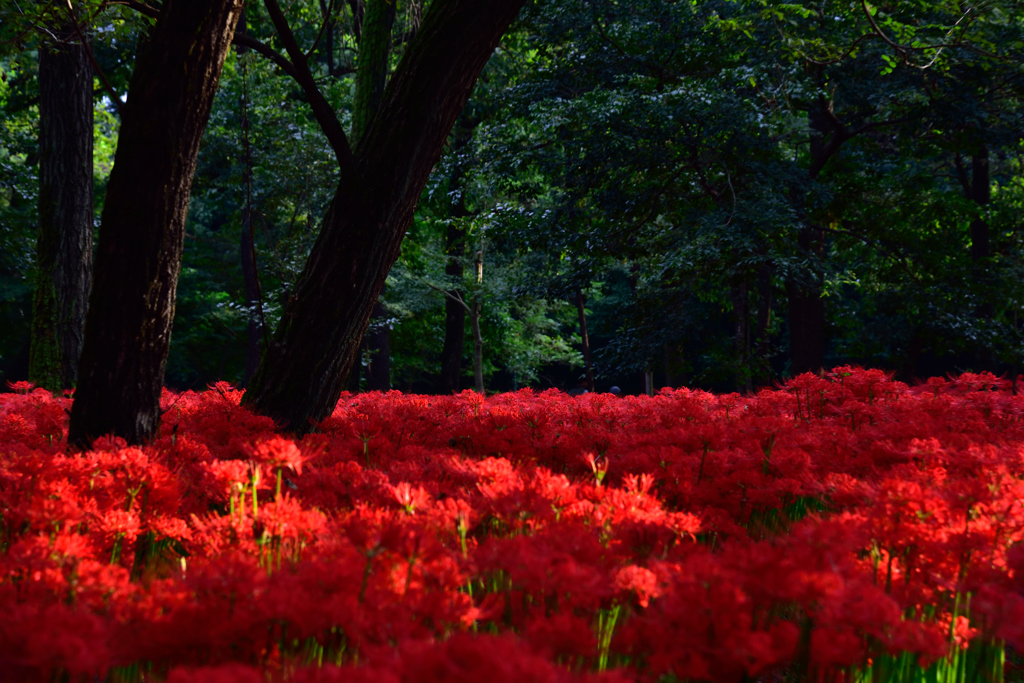 明け方の紅