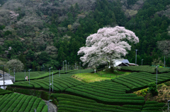 茶畑に聳える