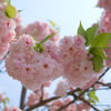 終わりかけの桜