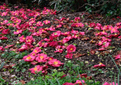落ち花