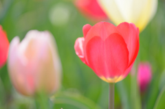 Tulipa