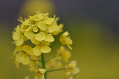 菜の花