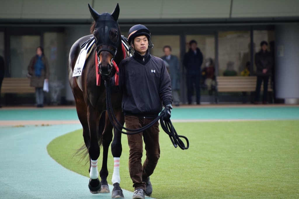 東京競馬場のパドック