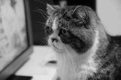 イケメン猫