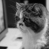 イケメン猫