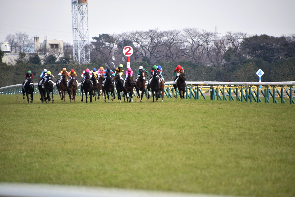東京競馬場 #1