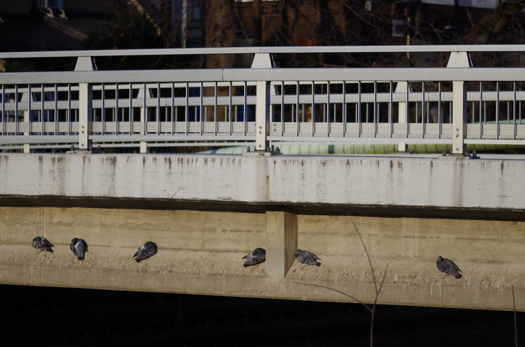 橋で休む鳩