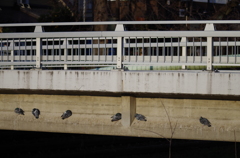 橋で休む鳩