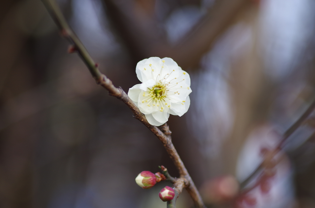 梅が開花