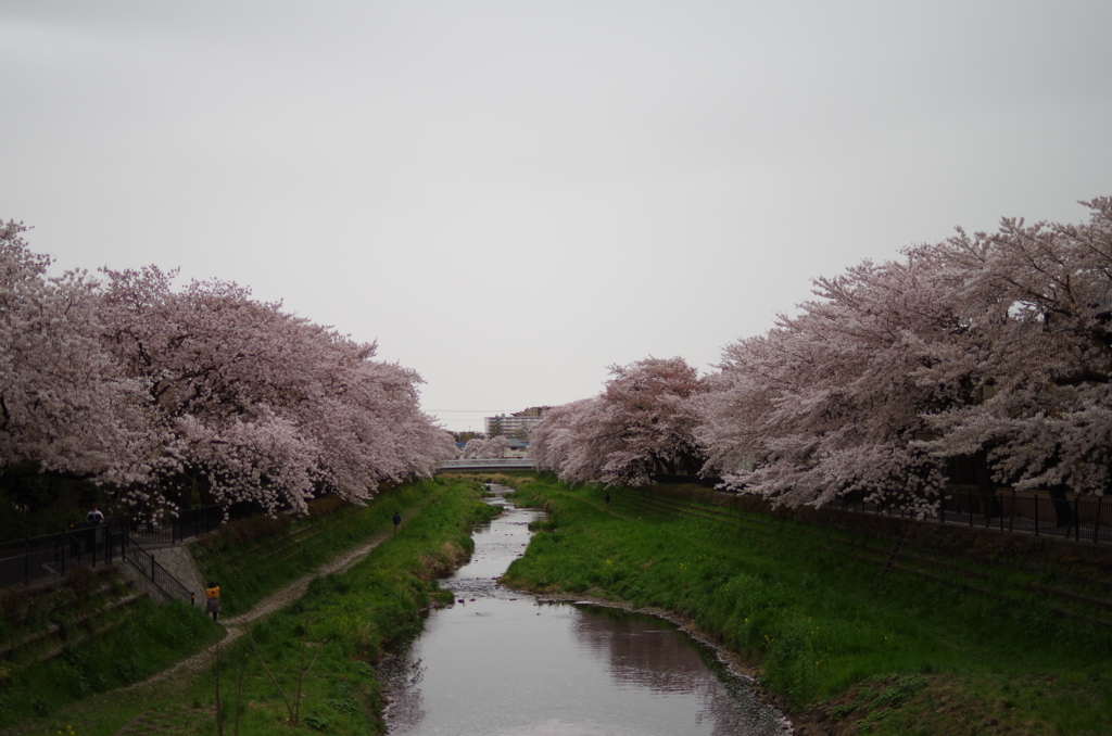野川の桜！