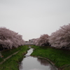 野川の桜！