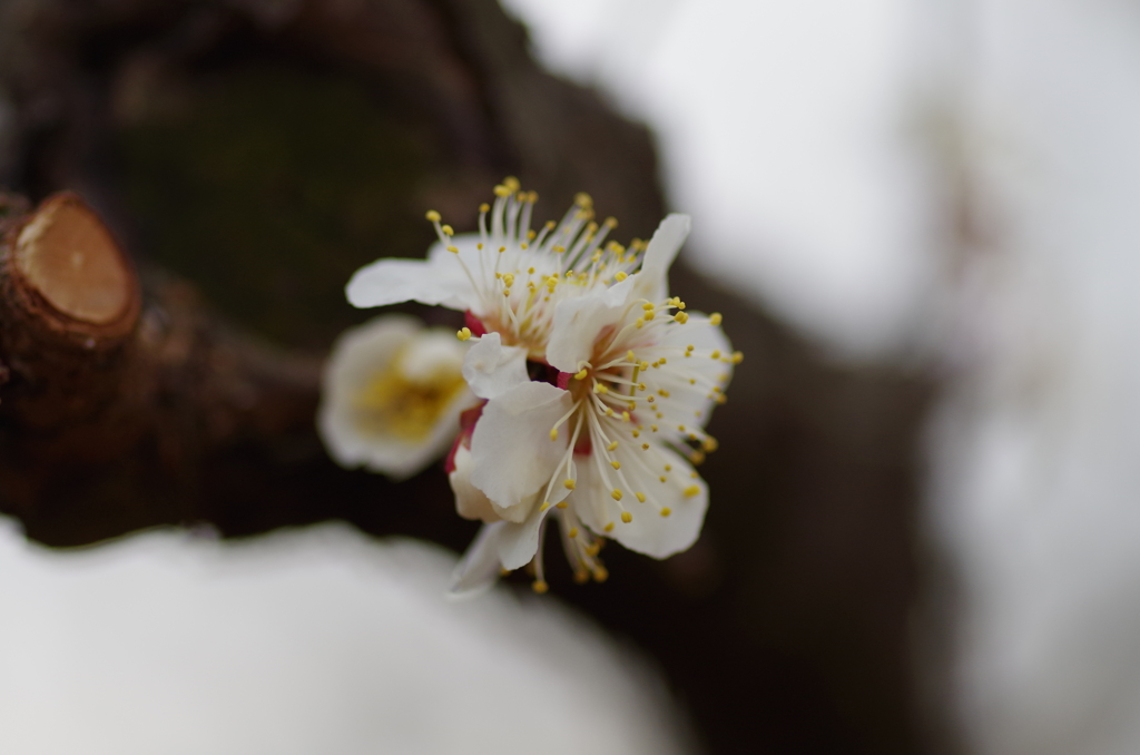 梅の開花