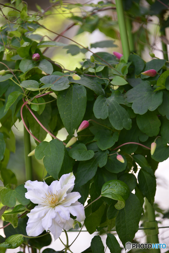 名前は知らないけど・・好き！