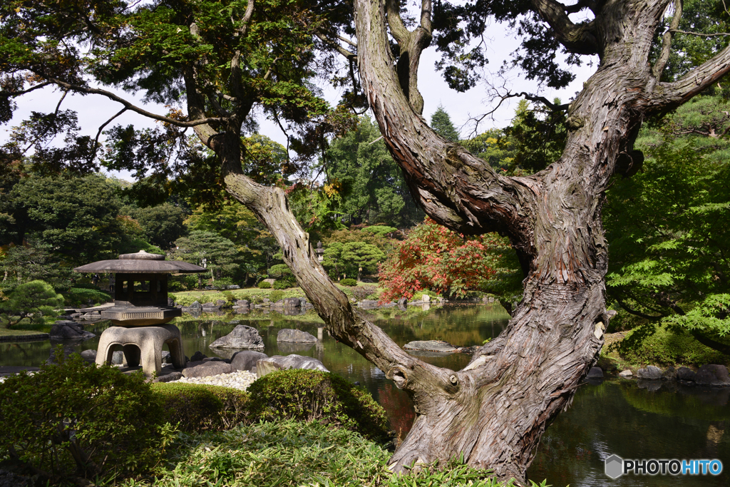 秋の日本庭園も見て見よう----③