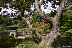 秋の日本庭園も見て見よう----③
