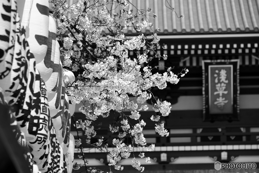 春は浅草寺にも