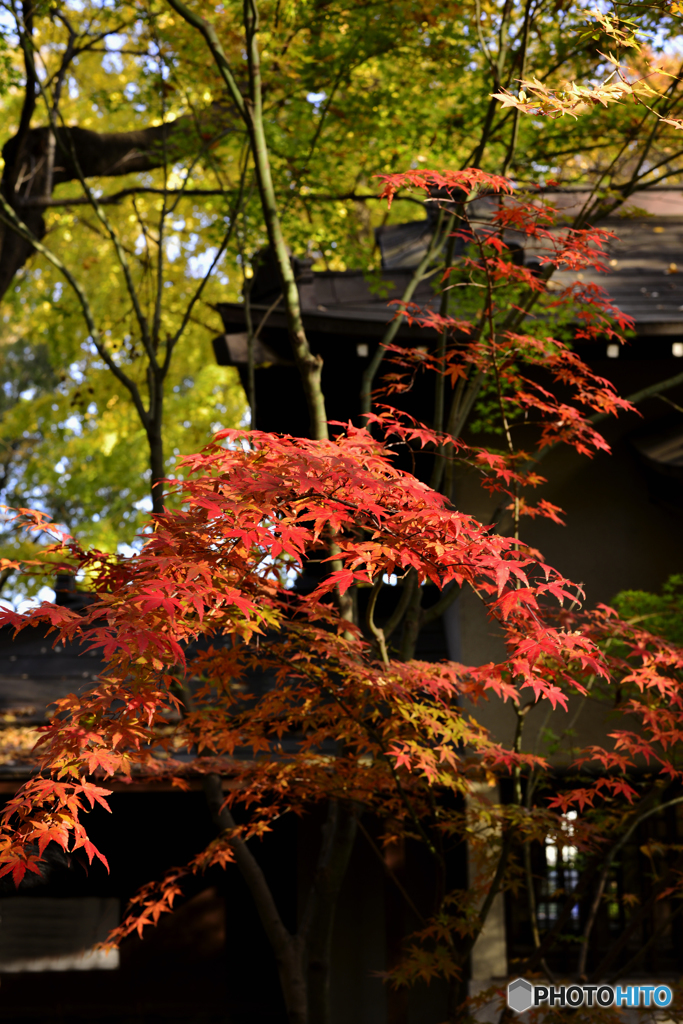 九品仏浄真寺の紅葉---⑥
