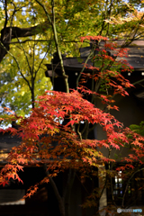 九品仏浄真寺の紅葉---⑥