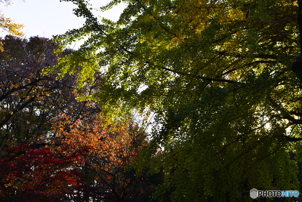 九品仏浄真寺の紅葉---⑧