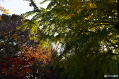 九品仏浄真寺の紅葉---⑧