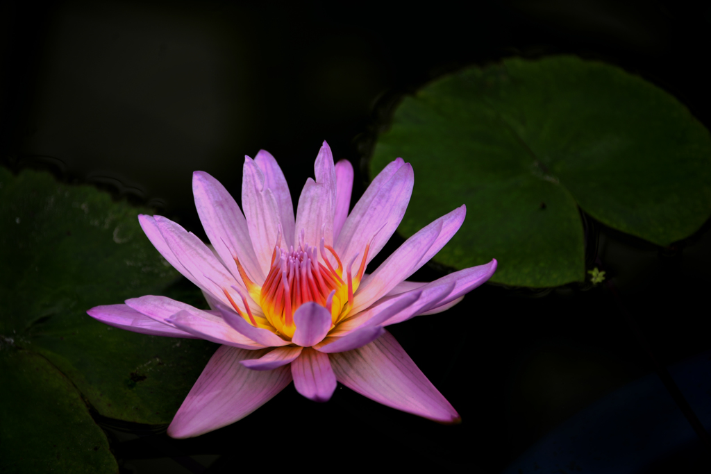 蓮花---②