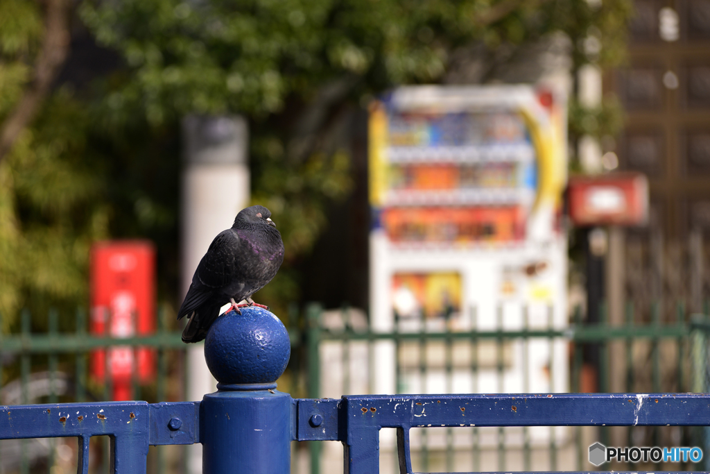 うつらうつらが良い