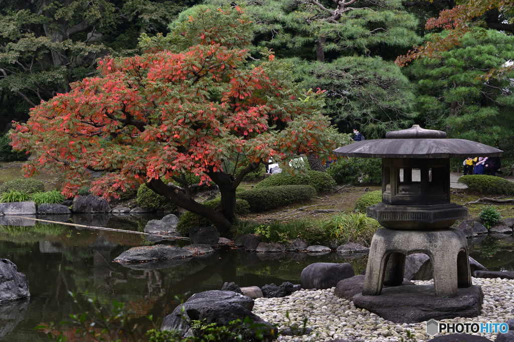 秋の日本庭園も見て見よう----①